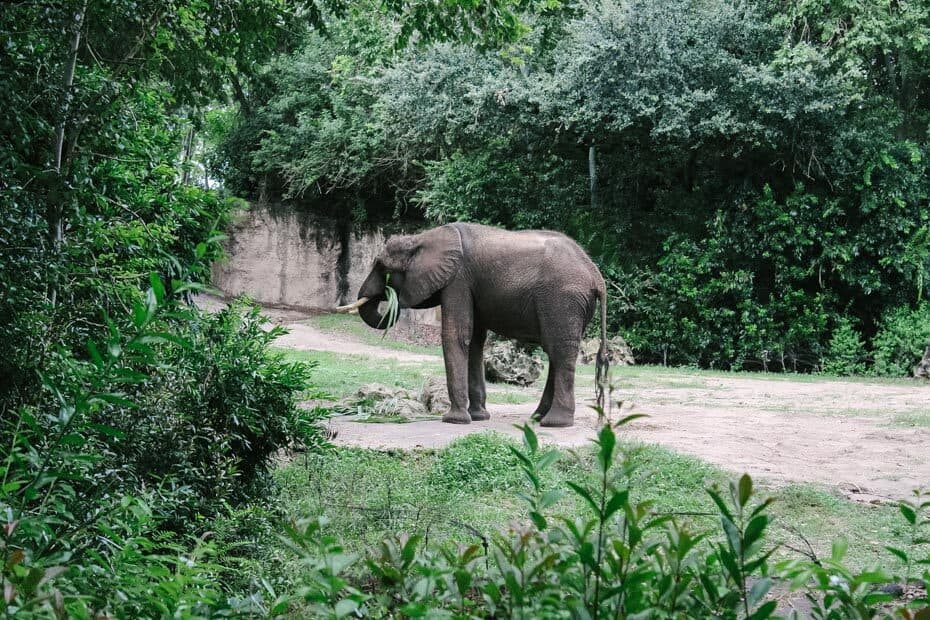 how long is the kilimanjaro safari at disney world