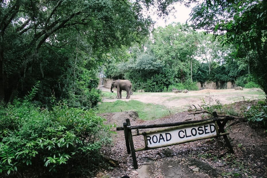 length of kilimanjaro safari animal kingdom