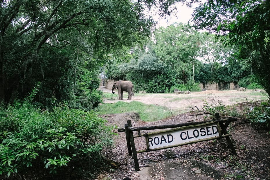 a lone male elephant on Kilimanjaro Safaris