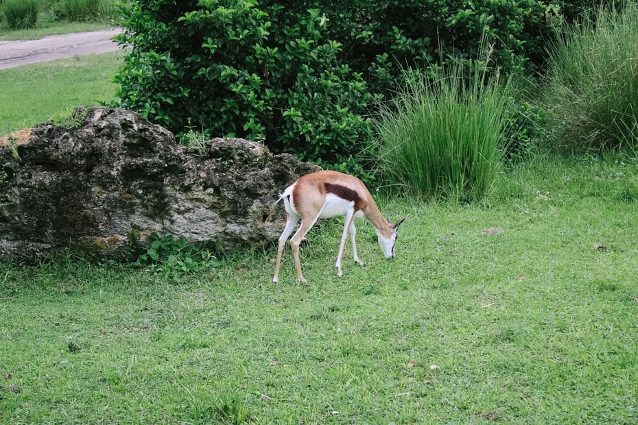 a Sprinkbok grazing the savanna of Kilimanjaro Safaris
