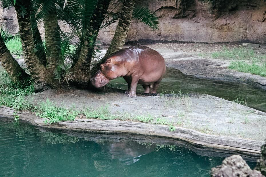 animal kingdom kilimanjaro safari animal list