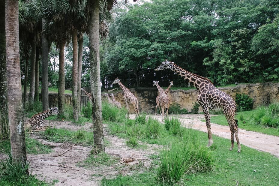 animal kingdom kilimanjaro safari animal list