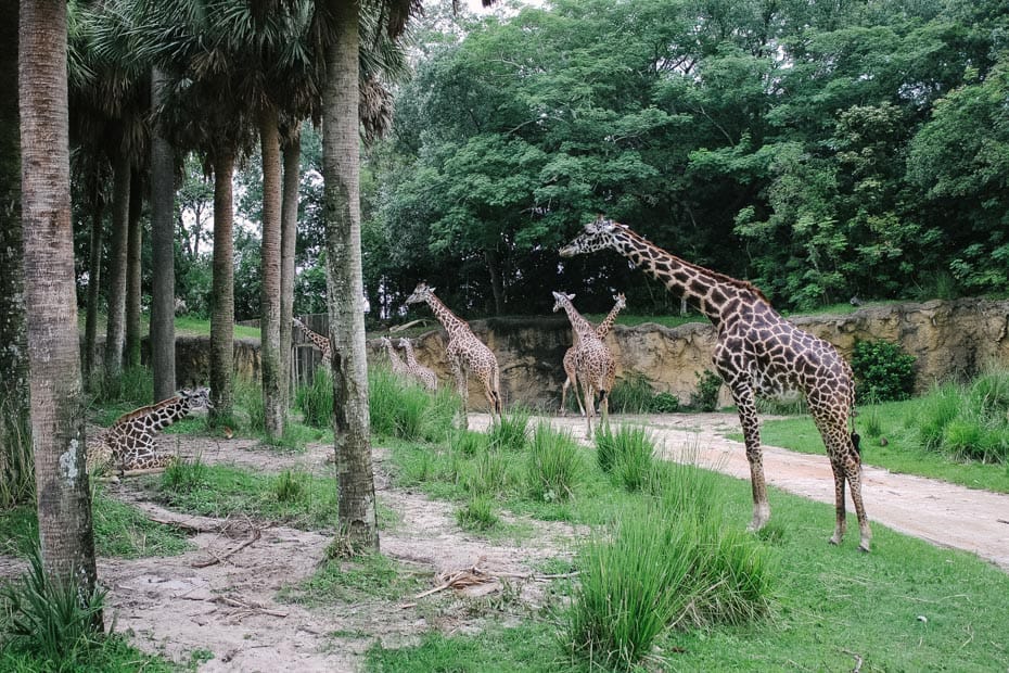a tower of giraffes