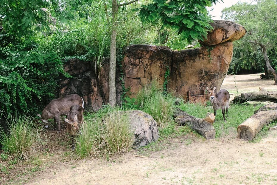 how long is the kilimanjaro safari ride at animal kingdom