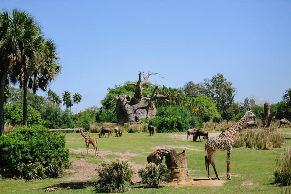 Savanna with animals on Kilimanjaro Safaris 