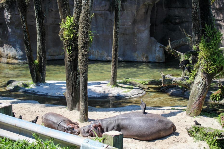 a mother and baby hippo sunbathing on Kilimanjaro Safaris