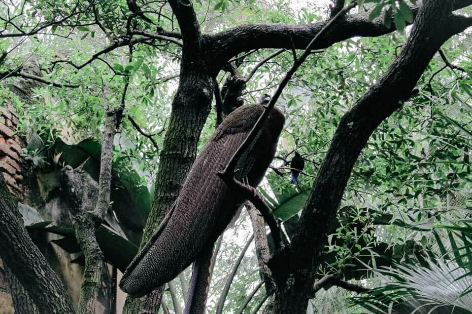 animal kingdom jungle trek