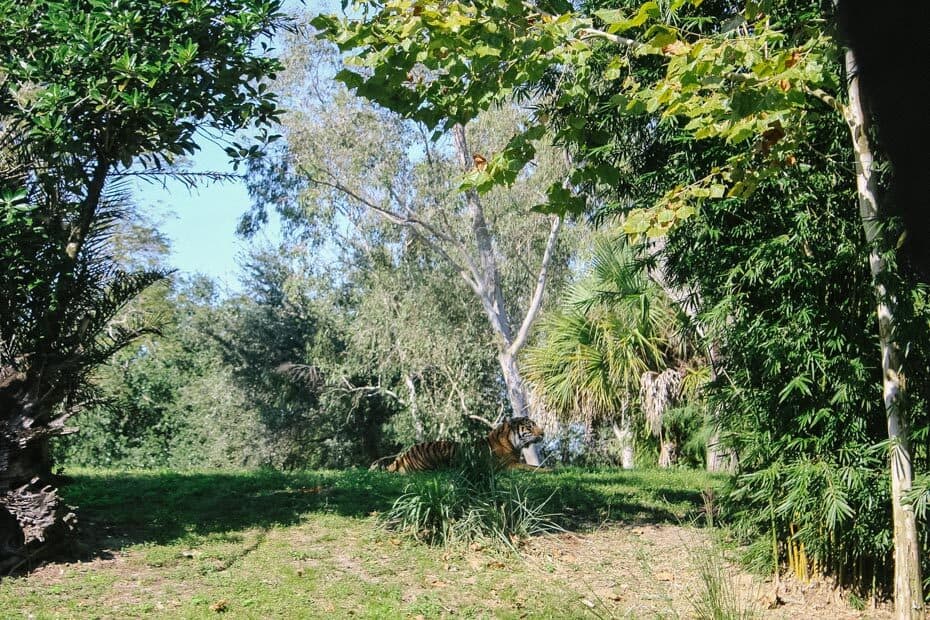 Tiger viewing area at Disney World