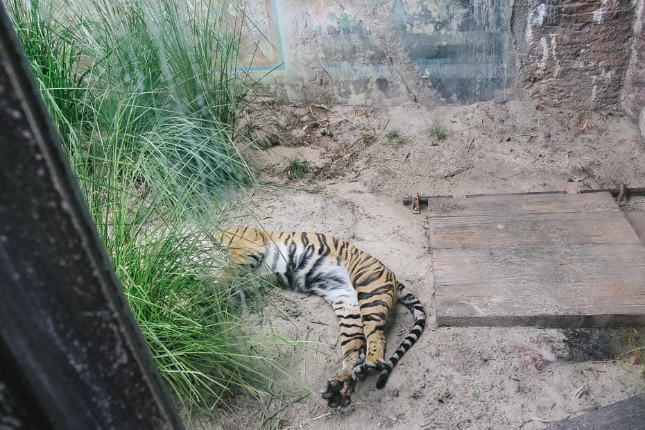 a tiger taking a nap as seen through a glass enclosure 