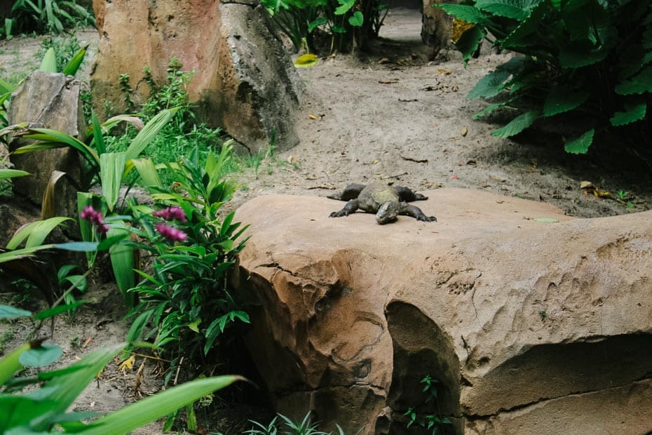 the Komodo Dragon taking a nap on a rock at Maharajah Jungle Trek