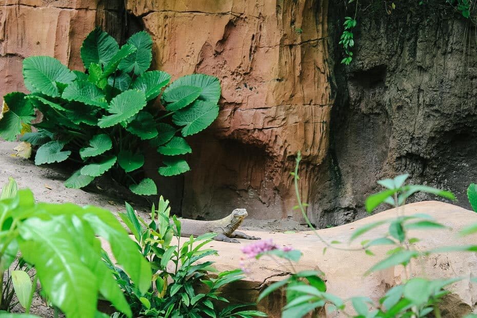 Komodo Dragon in Maharajah Jungle Trek