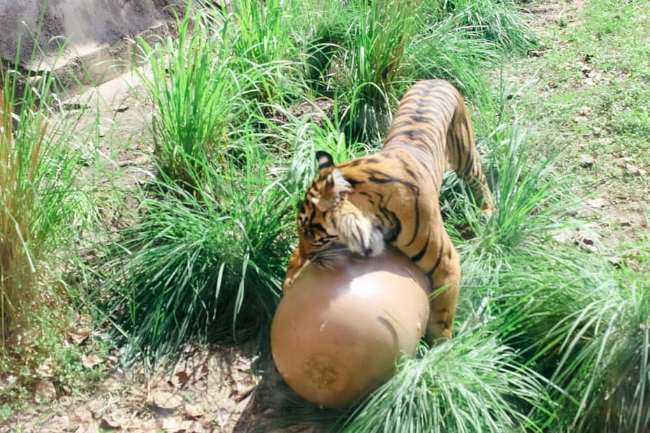 A Sumatran tiger playing with a small tank at Disney's Animal Kingdom 