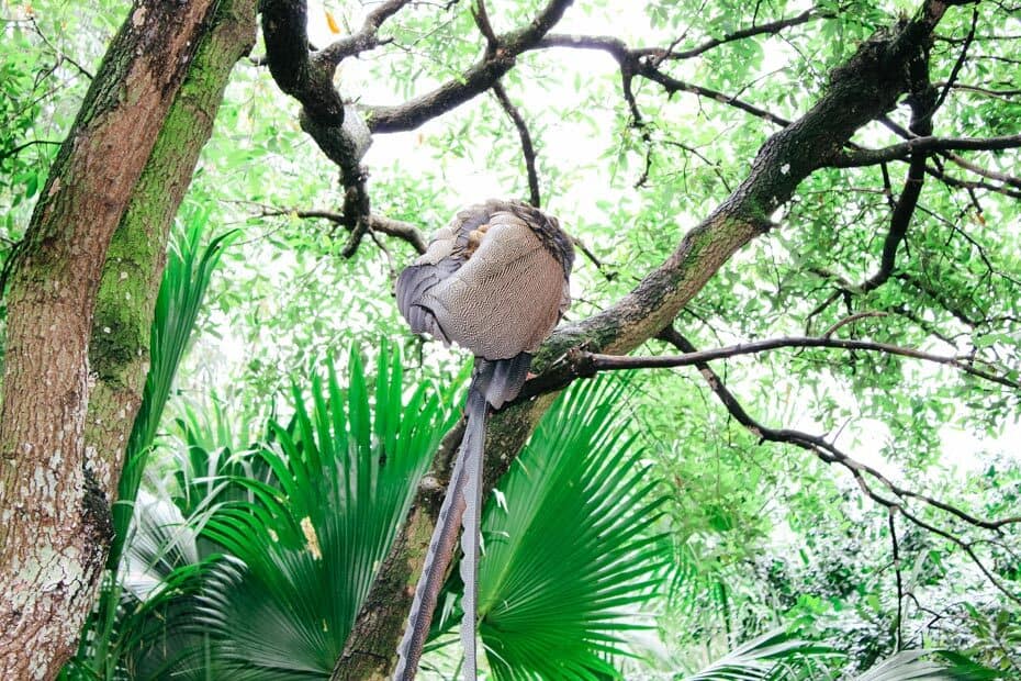 animal kingdom jungle trek