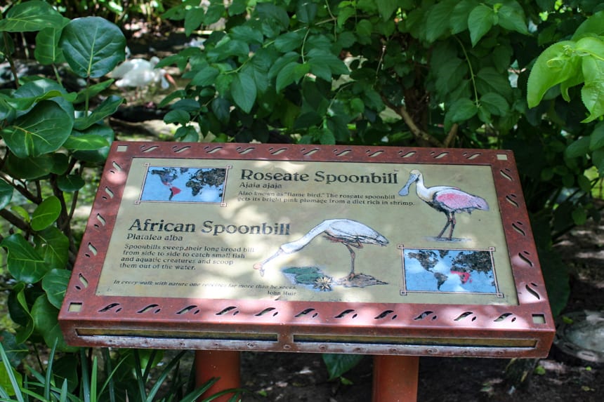 a sign for the Roseate Spoonbill and African Spoonbill viewing area in The Oasis at Animal Kingdom 