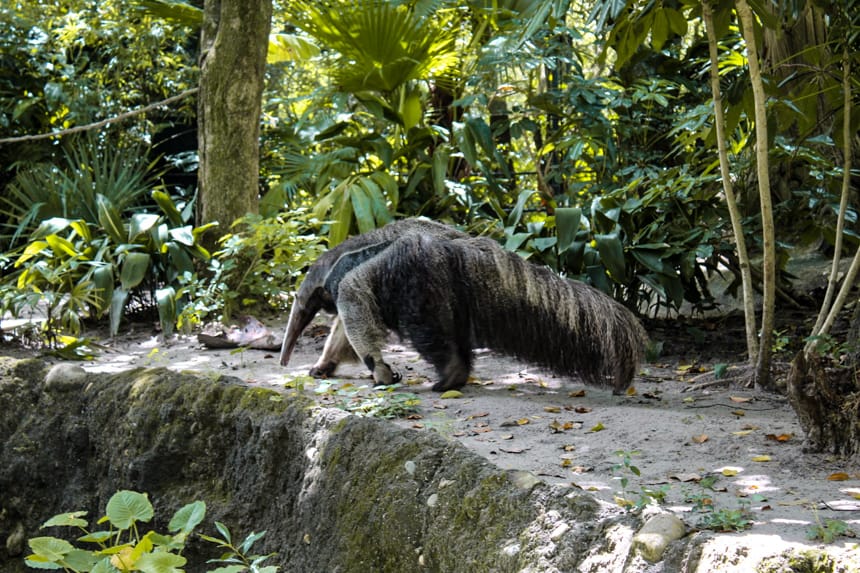 a closeup of the anteater at Disney's Animal Kingdom
