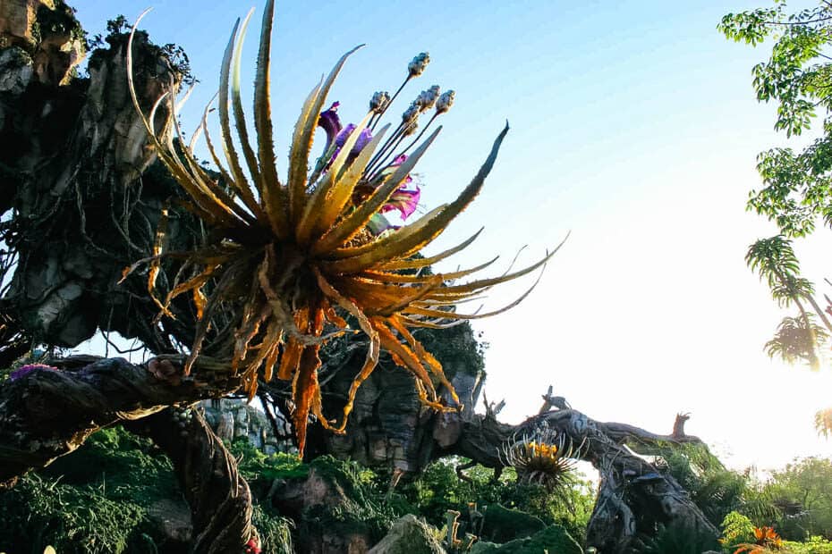 Pandora at Disney World