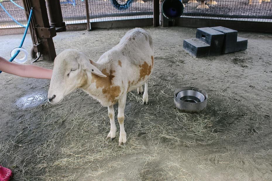 Petting zoo at Rafiki's Planet Watch 