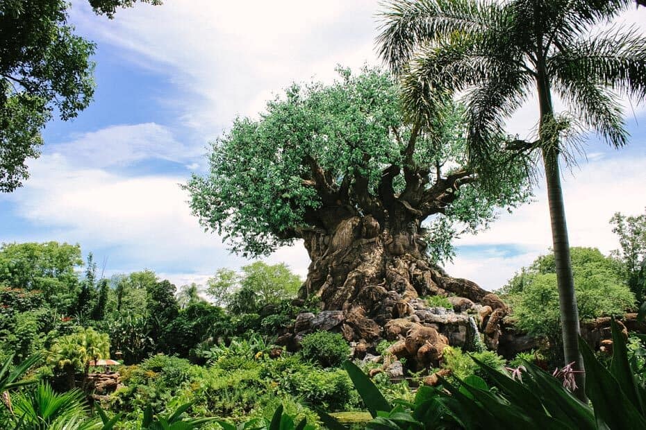 Take photo in front of the Tree of Life at Disney.