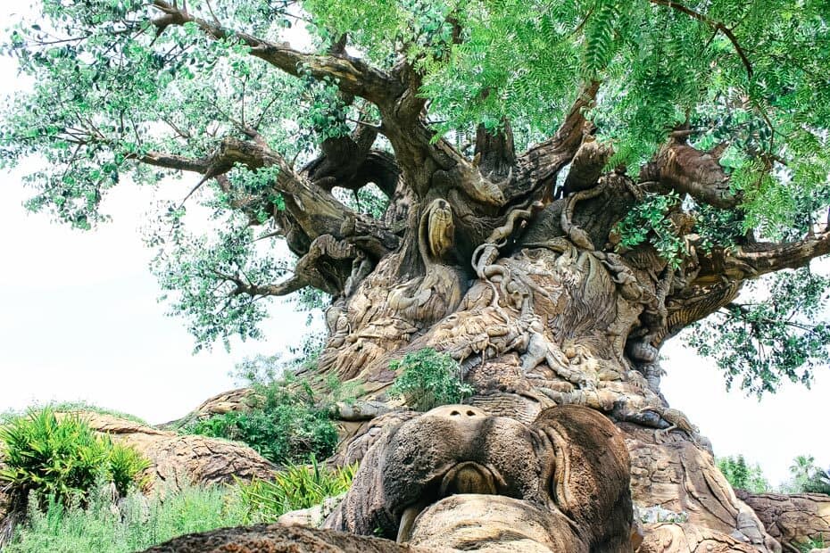 Tree of Life Photos at Disney 