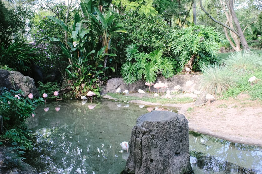 lesser flamingos at Disney's Animal Kingdom
