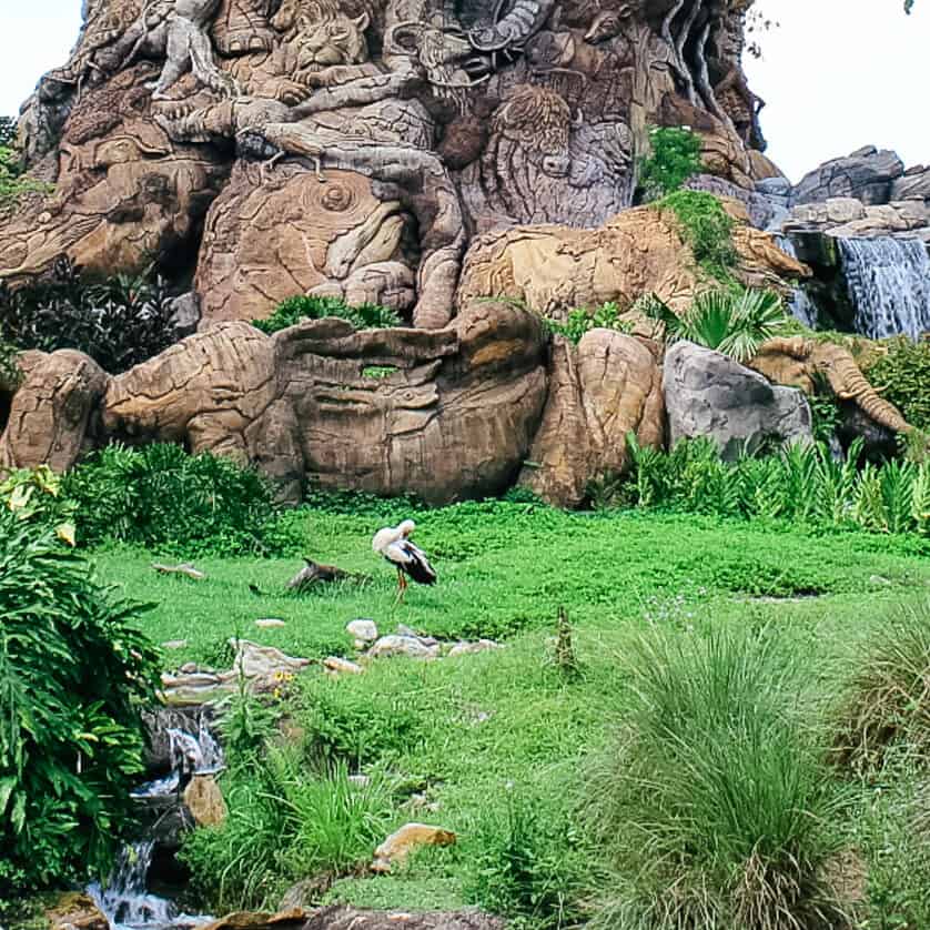 white stork at Disney's Animal Kingdom 