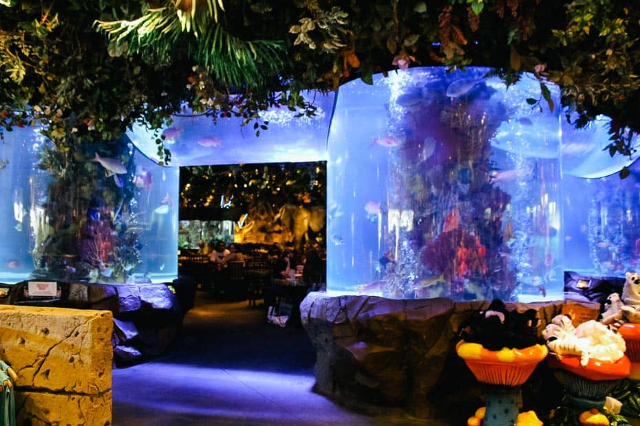 Review Rainforest Cafe at Disney Springs