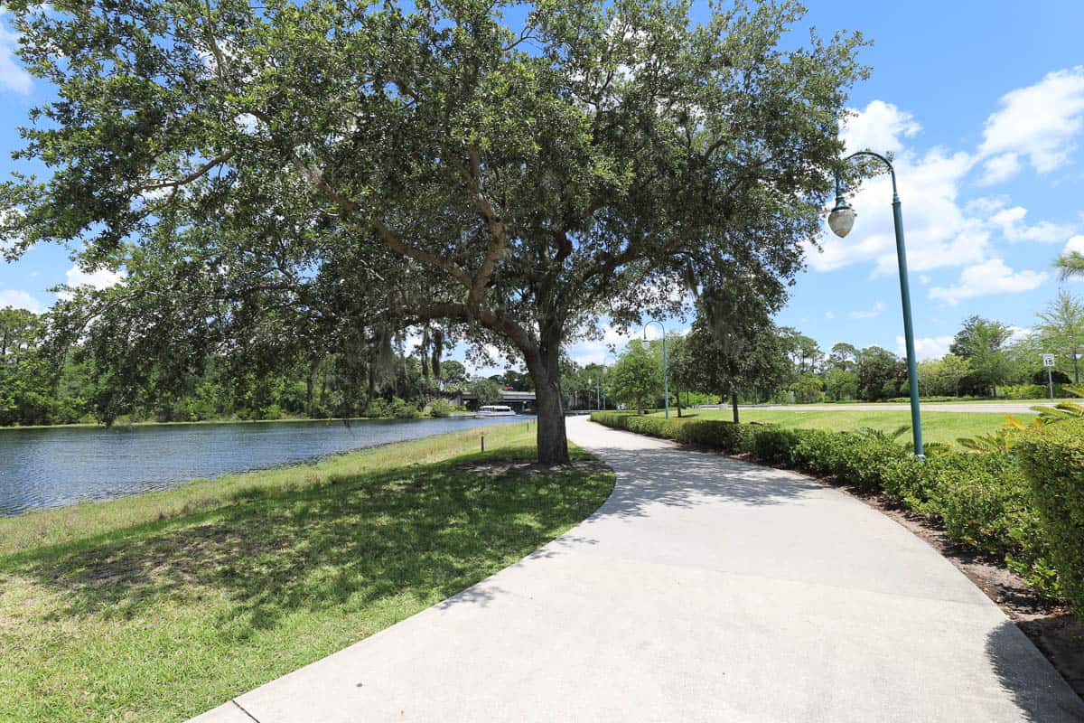 A shade tree provides a brief relief from the sun on the sidewalk. 