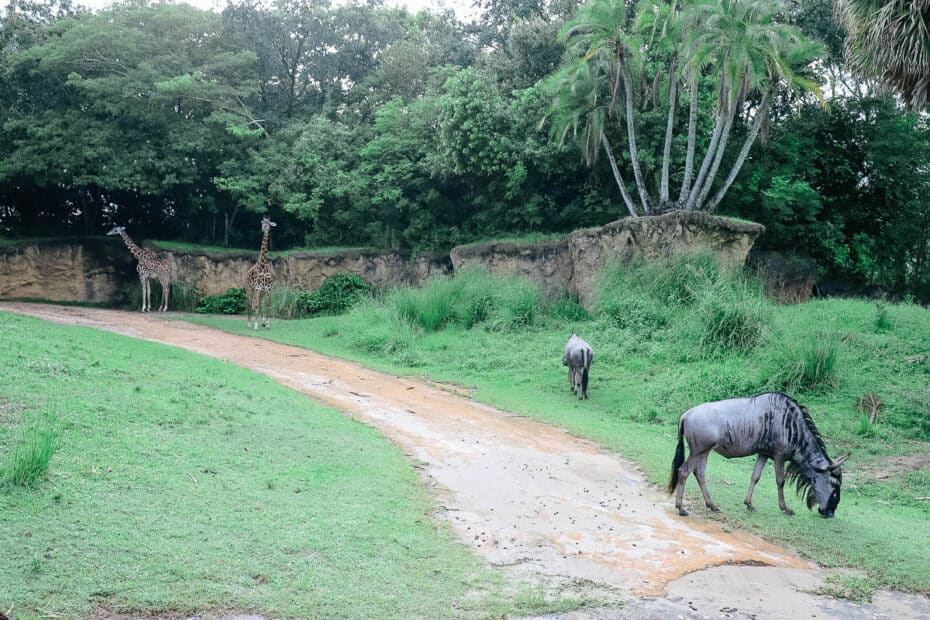 animal kingdom kilimanjaro safari animal list