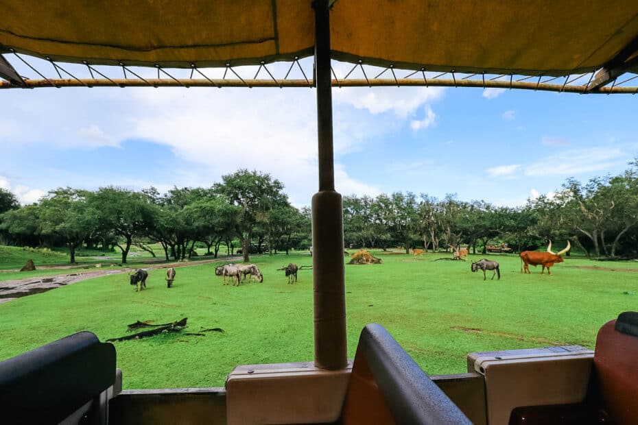 how long is the kilimanjaro safari at disney world