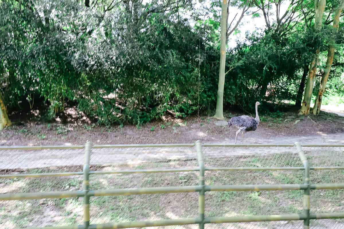 an ostrich in a backstage area as seen from the Wildlife Express Train