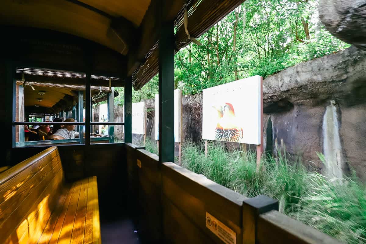 a view of the train ride on the way back from Conservation Station to Harambe