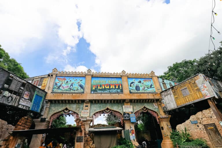 Feathered Friends in Flight at Disney's Animal Kingdom