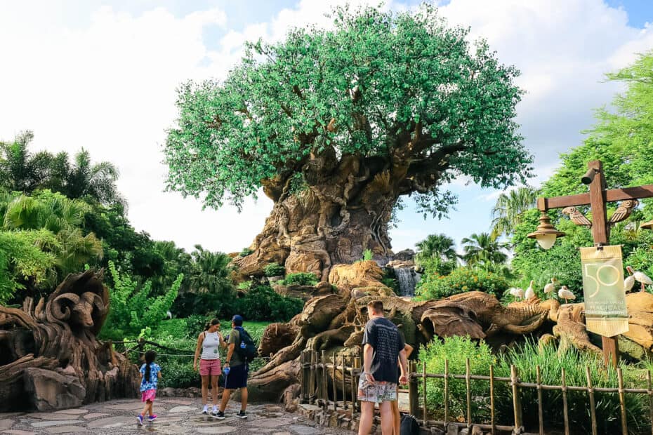 Tree of Life at Disney World's Animal Kingdom – Resorts Gal