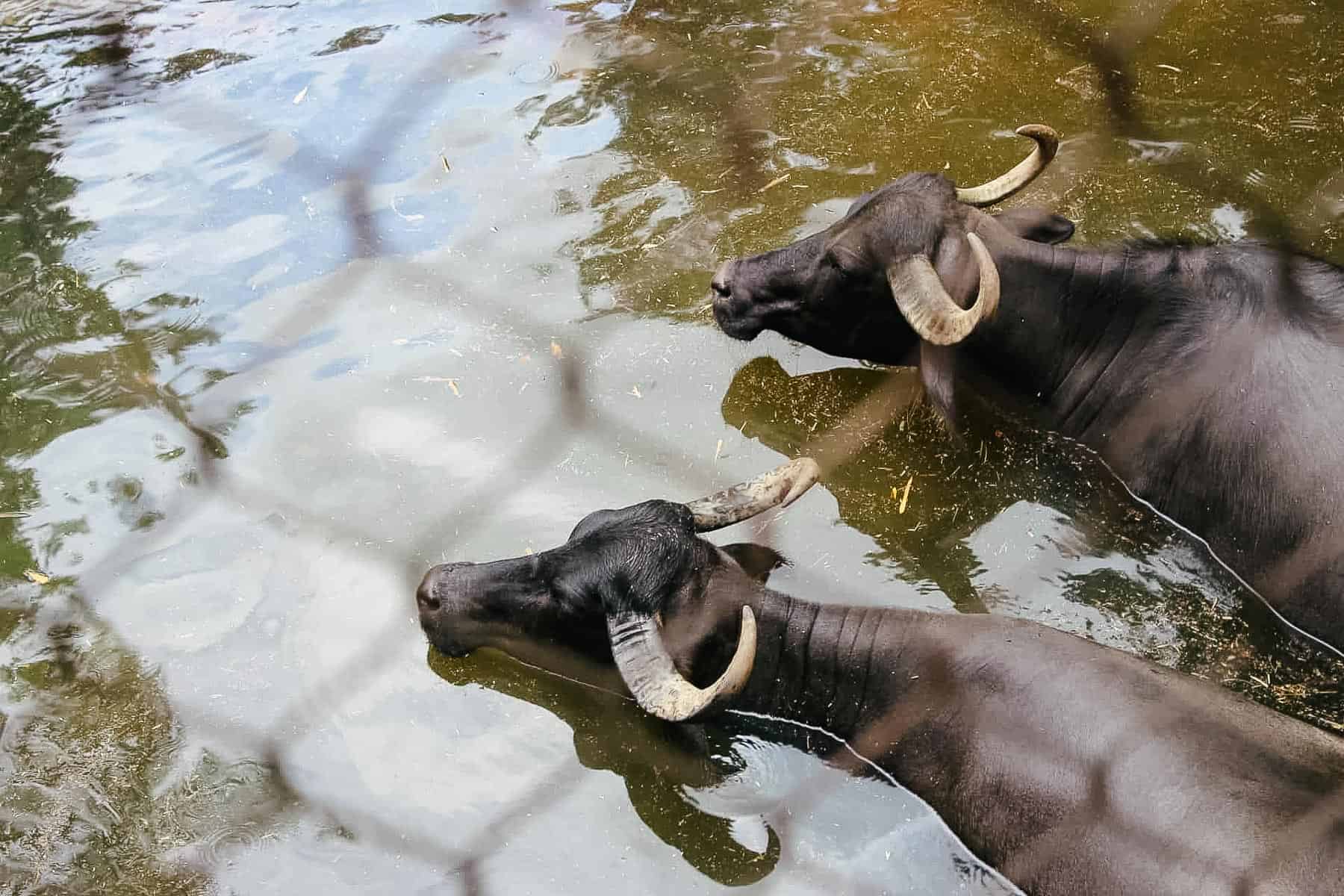water buffalo cooling off in the water at Maharajah Jungle Trek 