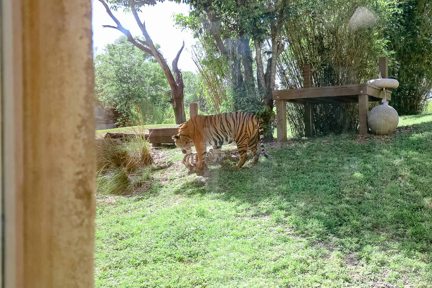 animal kingdom jungle trek