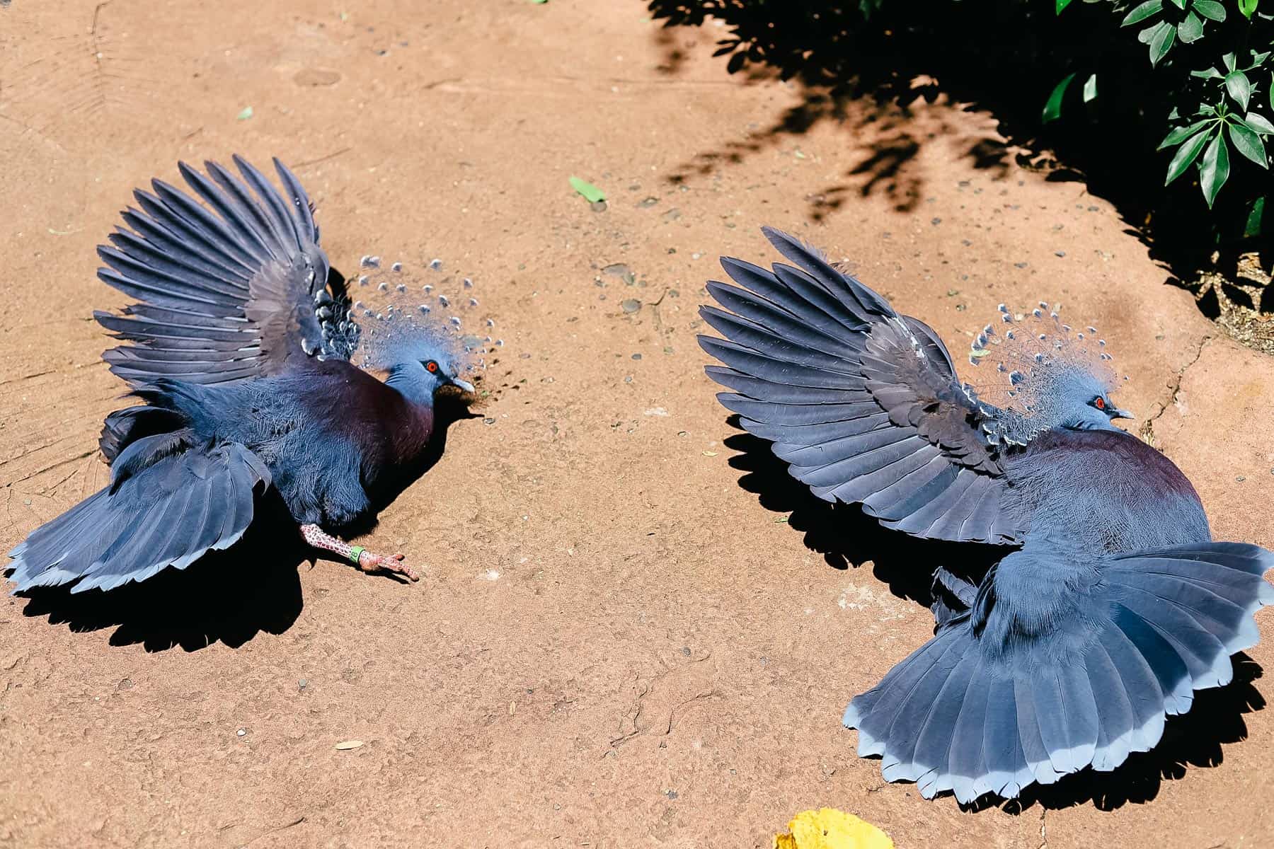 two pigeons sunning with their wings spread on the Maharajah Jungle Trek 