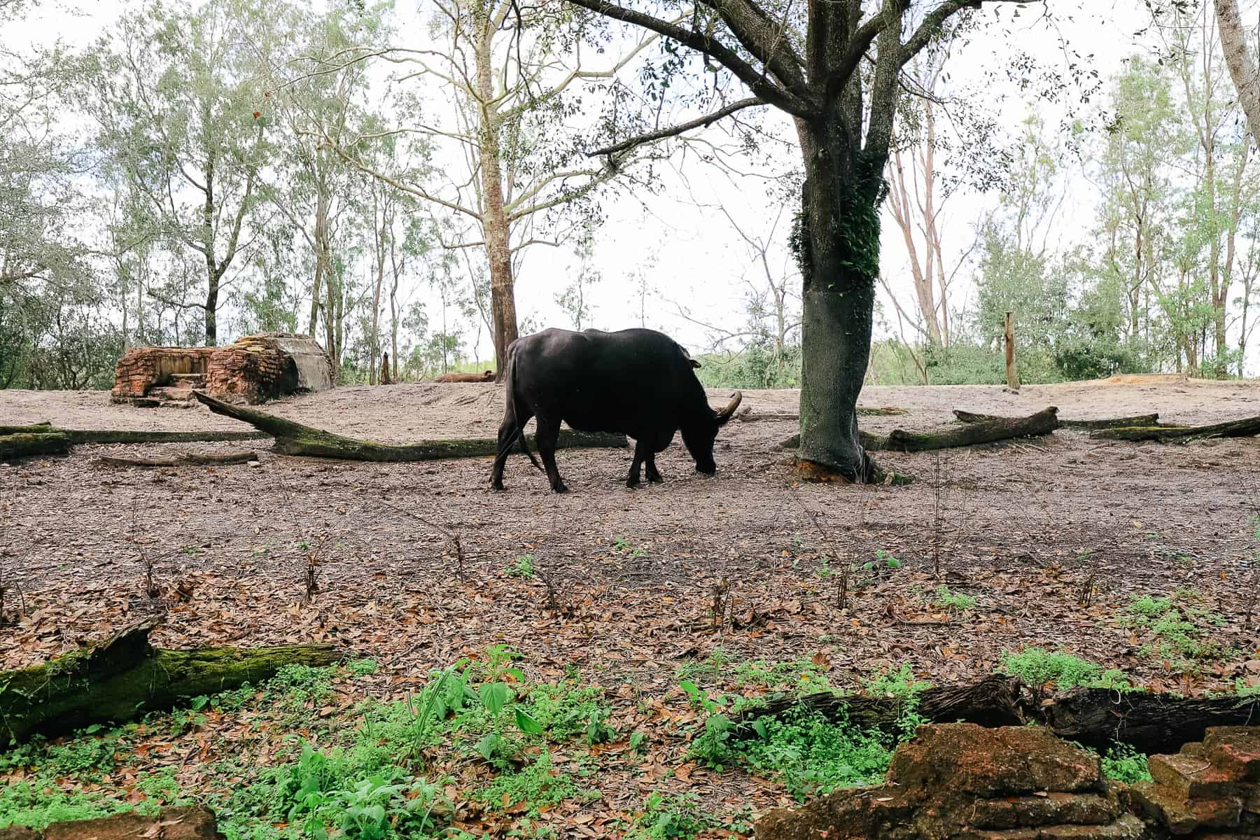 a water buffalo grazing 