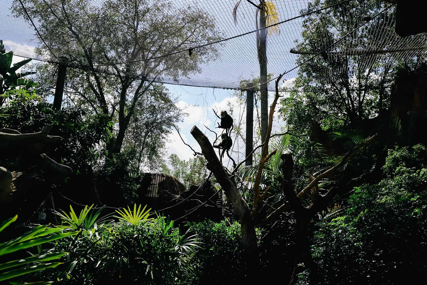two lion-tailed Macaque's at the Maharajah Jungle Trek 