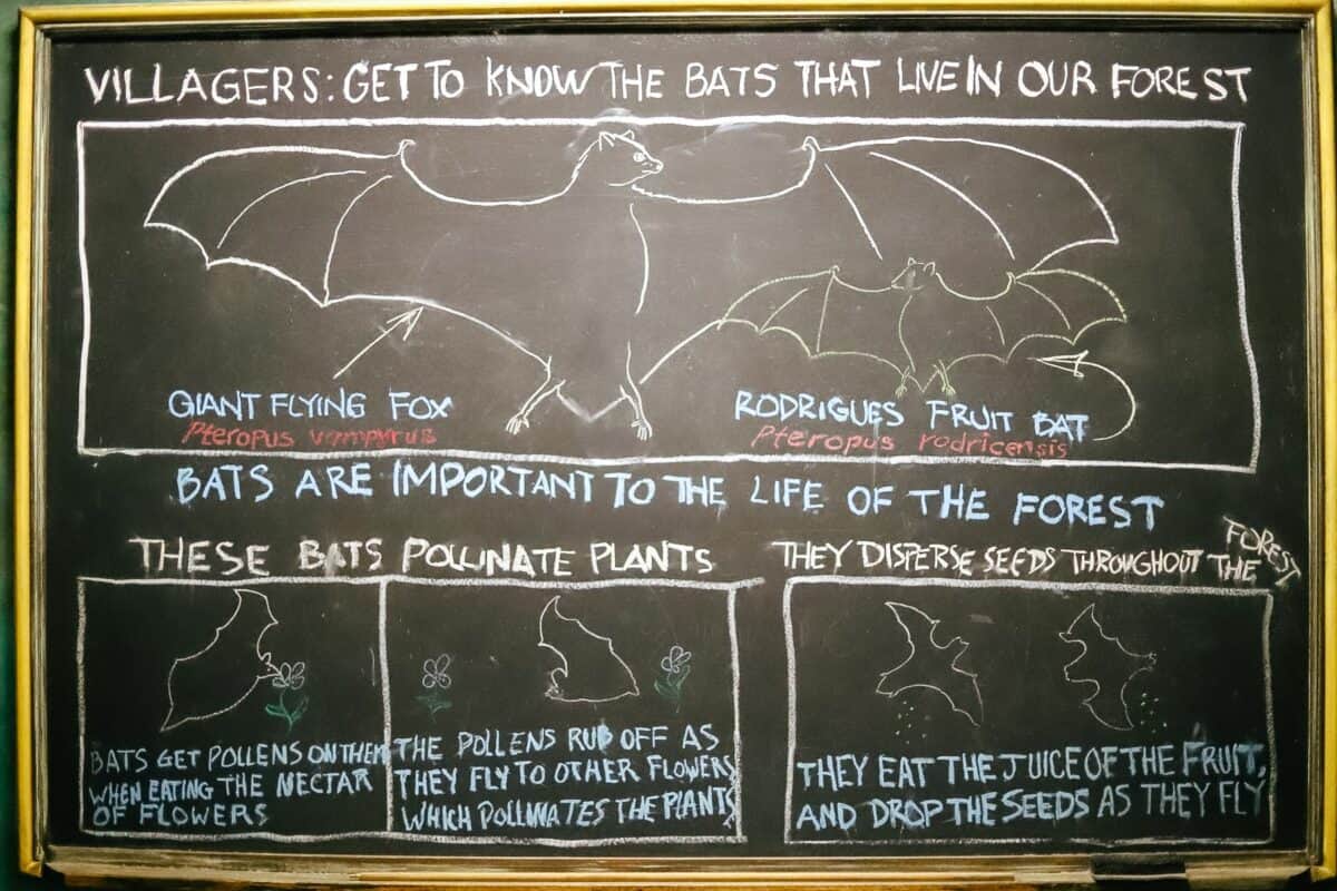 a chalkboard that shares facts about the two types of bats on the tiger trail at Disney's Animal Kingdom 