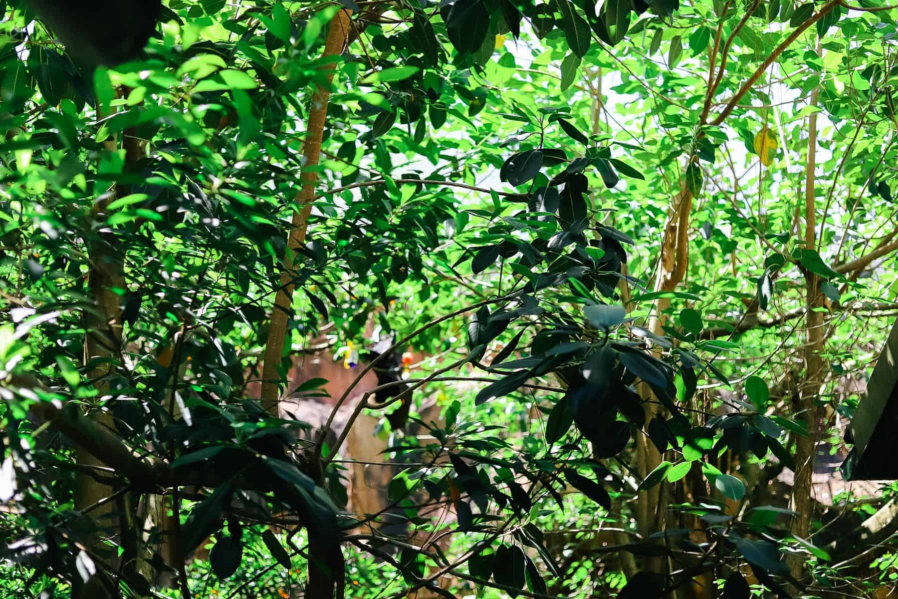 a fruit bat folded in a tree on the Maharajah Jungle Trek 