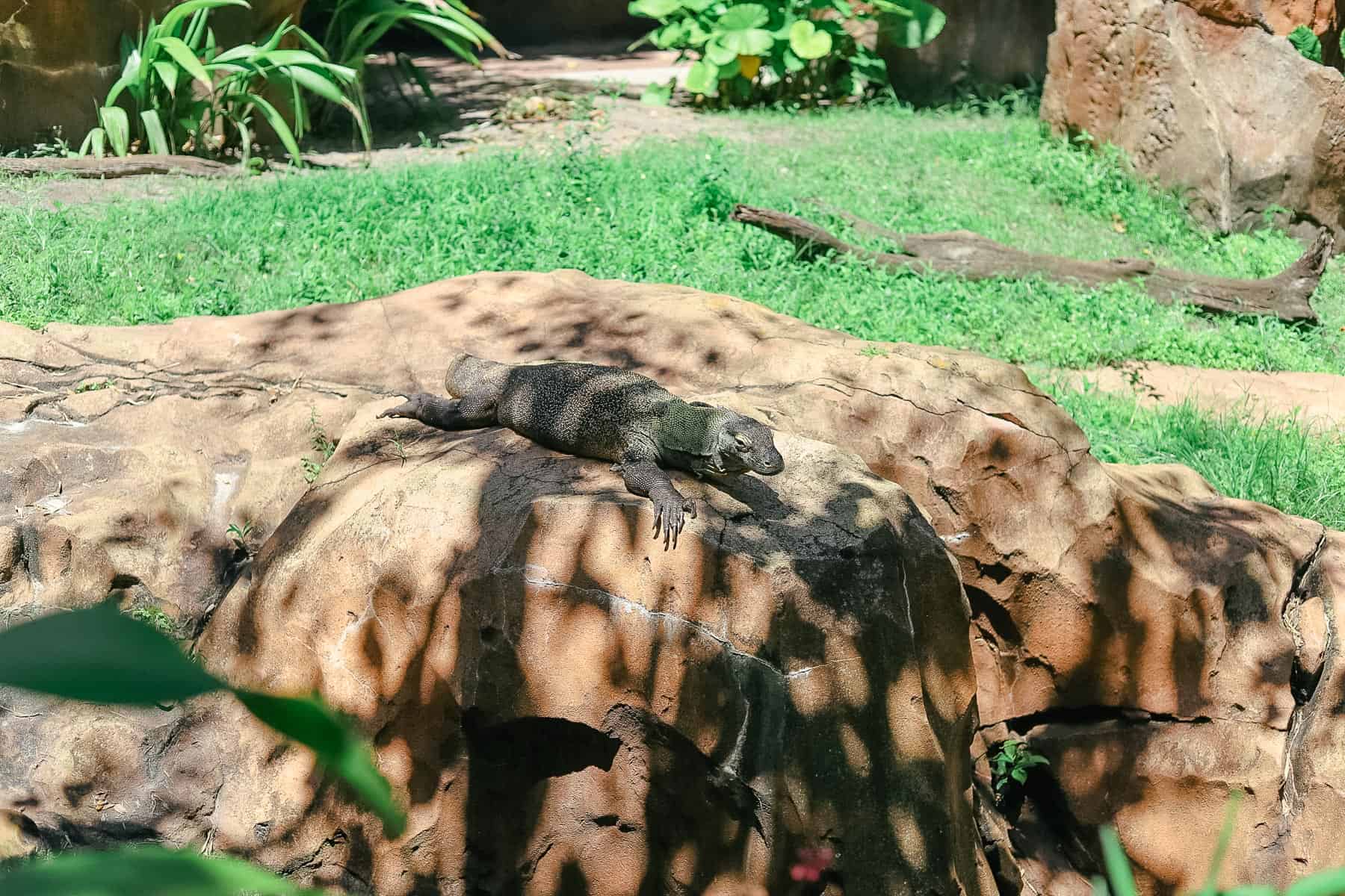 the Komodo Dragon on the Maharajah Jungle Trek 
