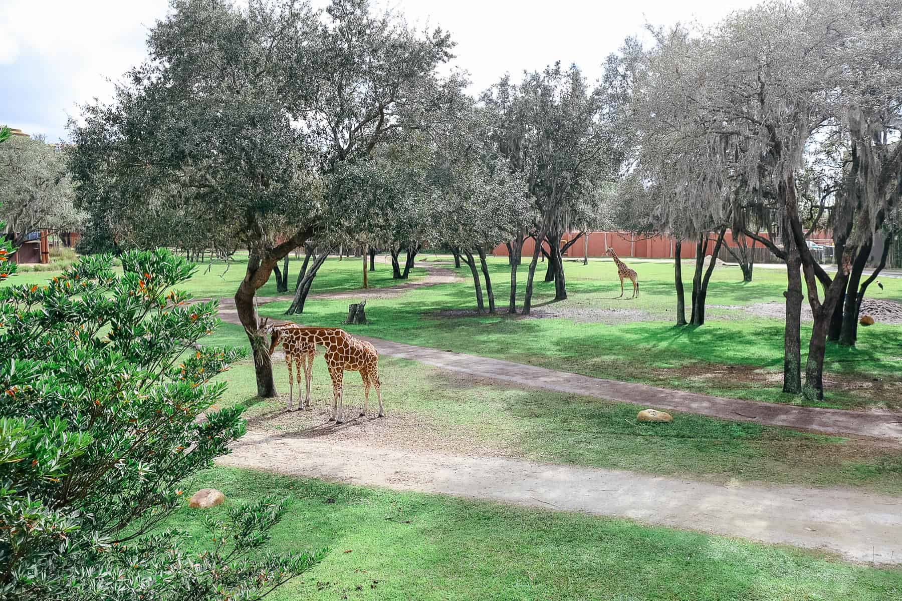 giraffes grazing on the savanna of this Disney Deluxe Villa Resort 