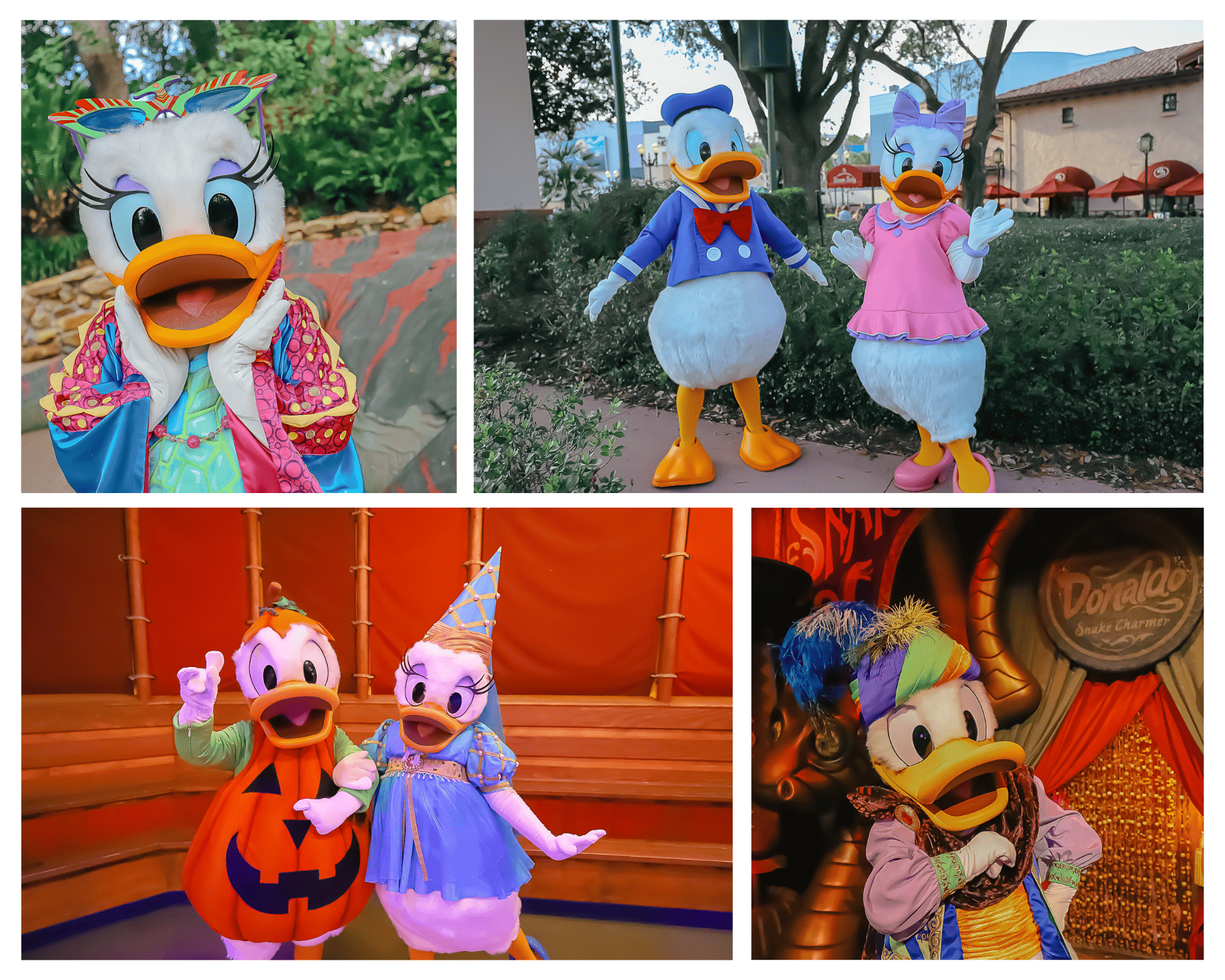 Locations for meeting Donald and Daisy Duck at Disney World
