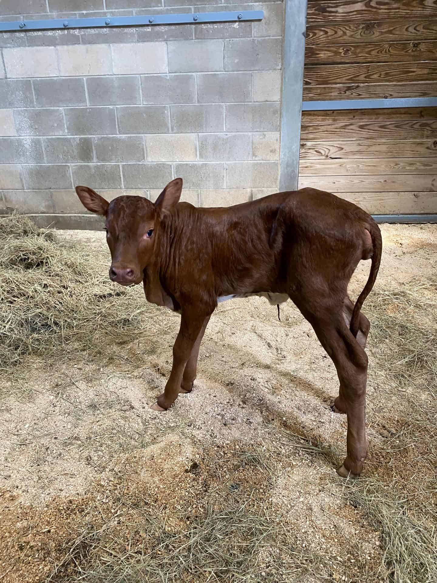 Mabel the Ankole calf at Disney's Animal Kingdom