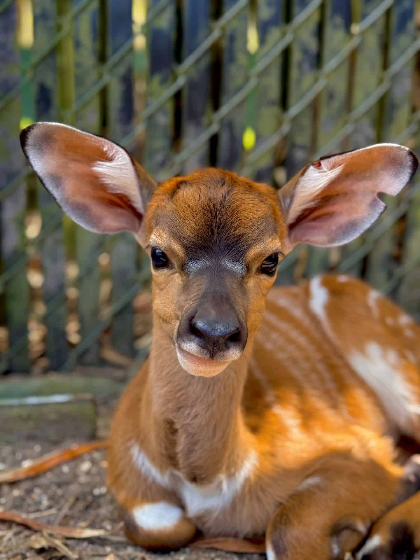Parker the Nyala Calf at Disney's Animal Kingdom Lodge