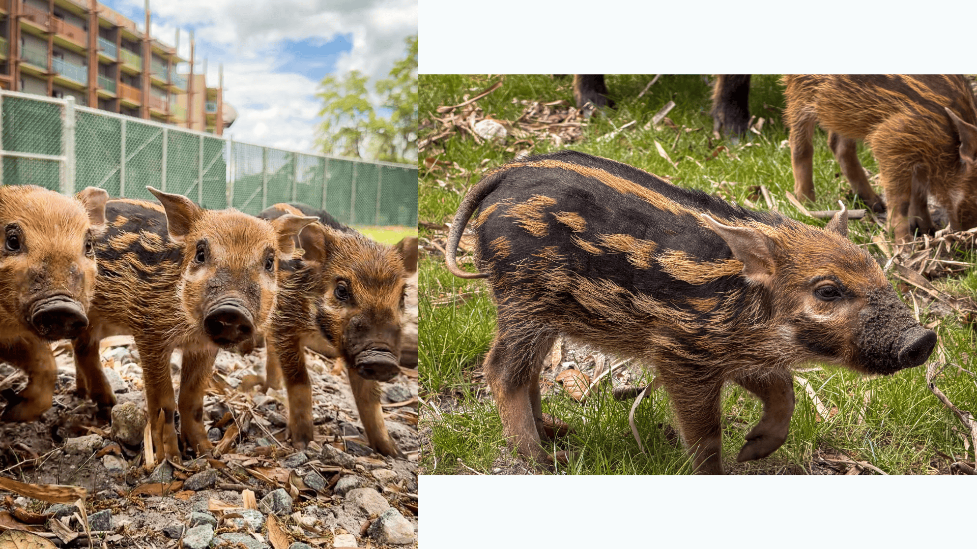 Photos: New Baby Animals at Disney’s Animal Kingdom Lodge and Theme Park