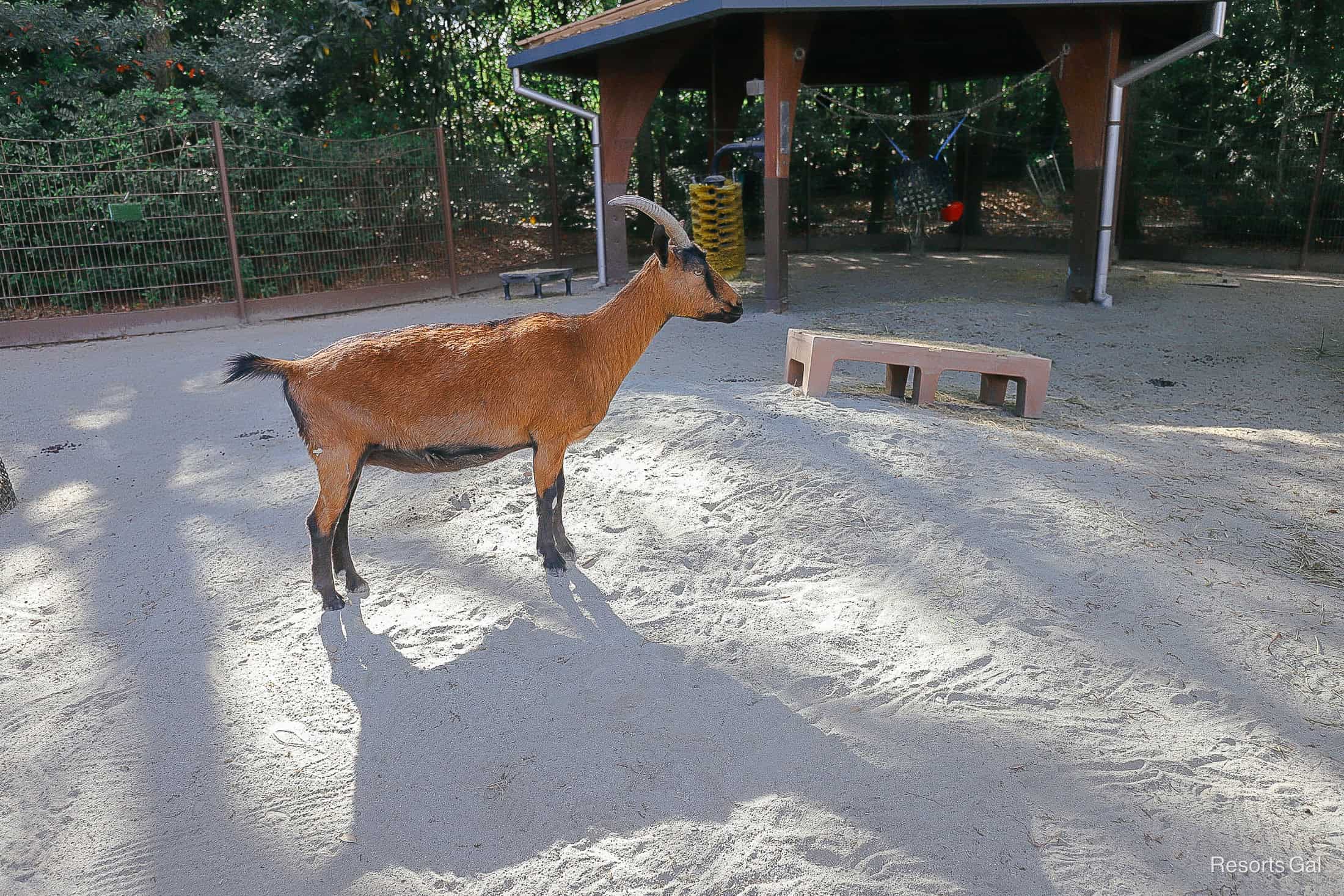 an animal at the petting zoo at Disney's Animal Kingdom 