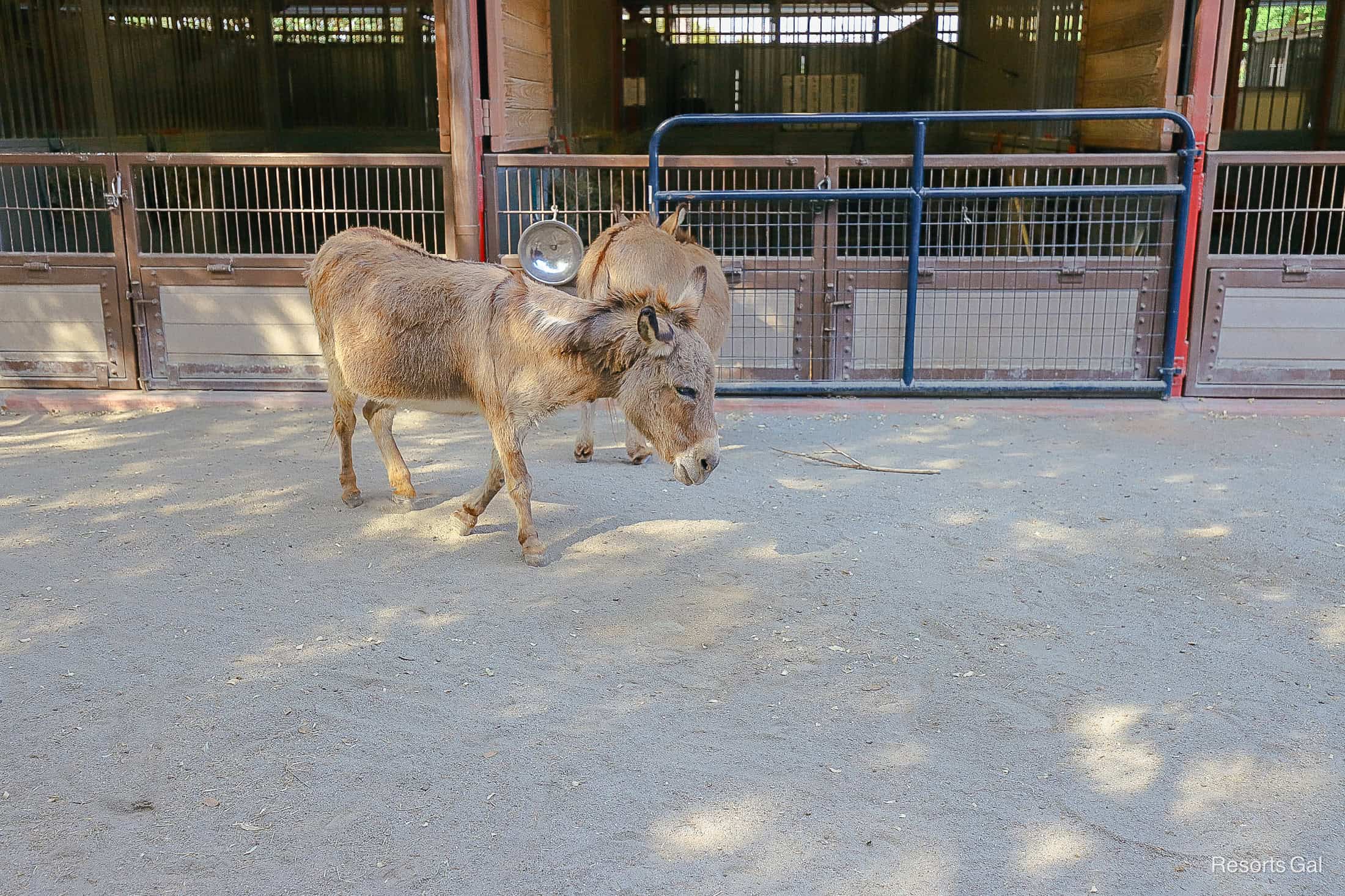 two donkeys at Affection Section petting zoo 