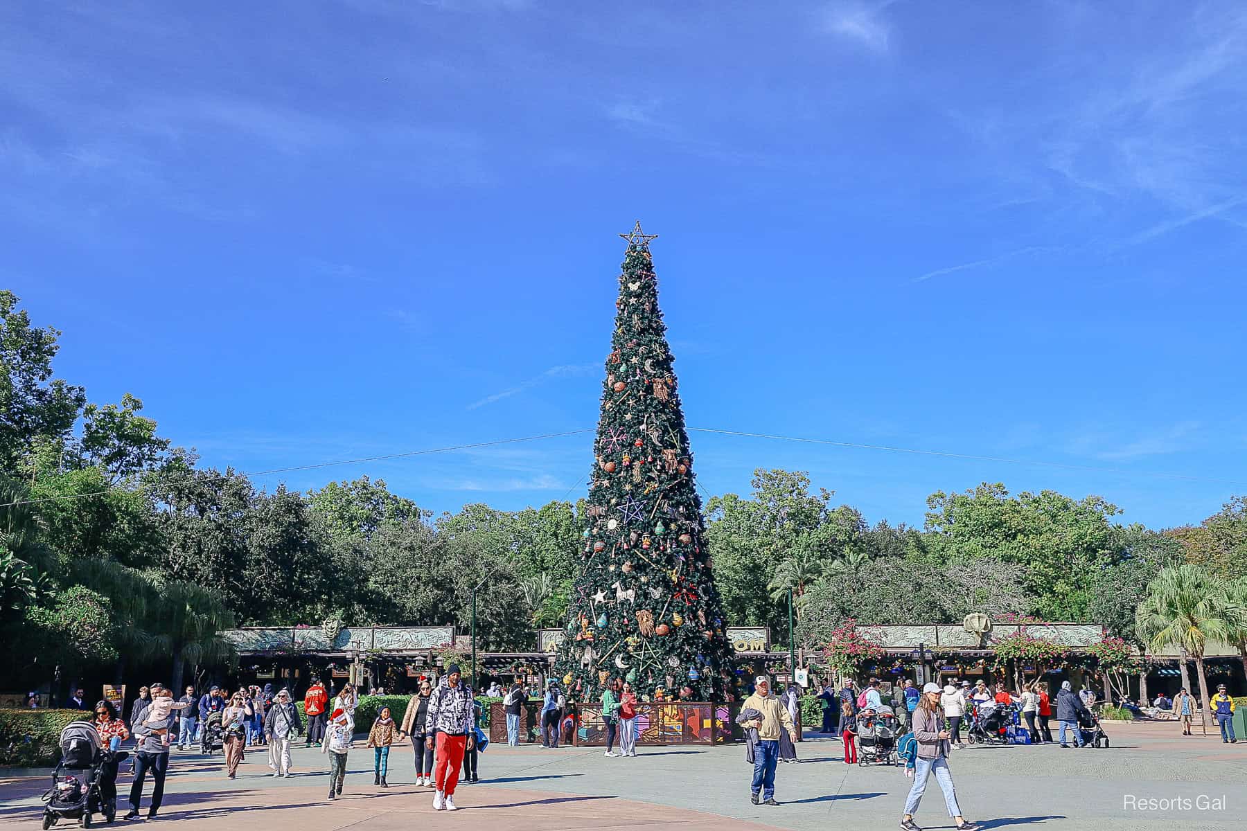 the Christmas tree outside of Disney's Animal Kingdom theme park (2025)