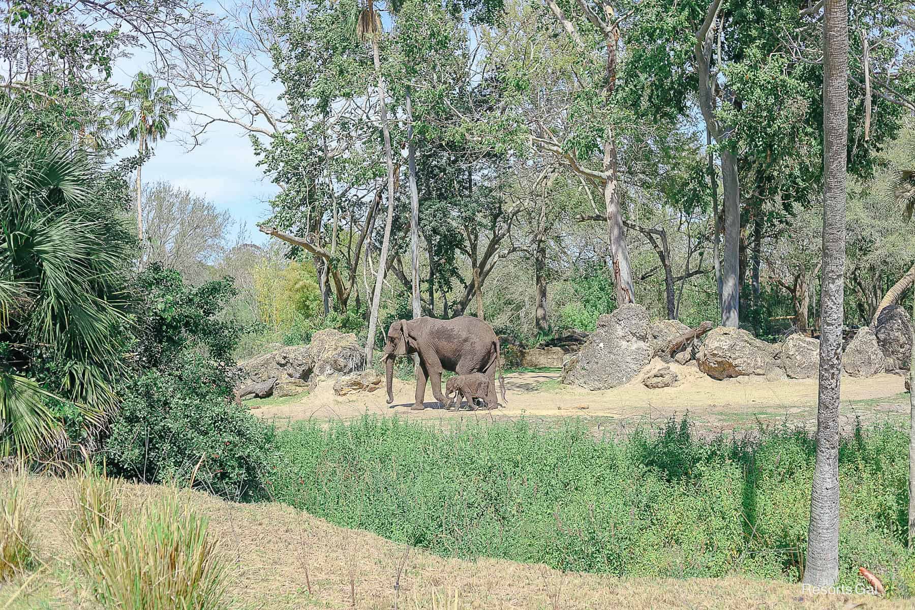 a pair of elephants on Kilimanjaro Safaris 